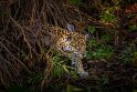 037 Noord Pantanal, jaguar